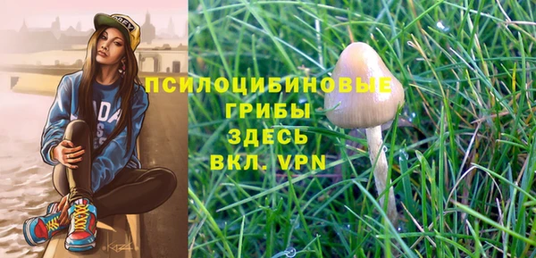 сатива Кинешма